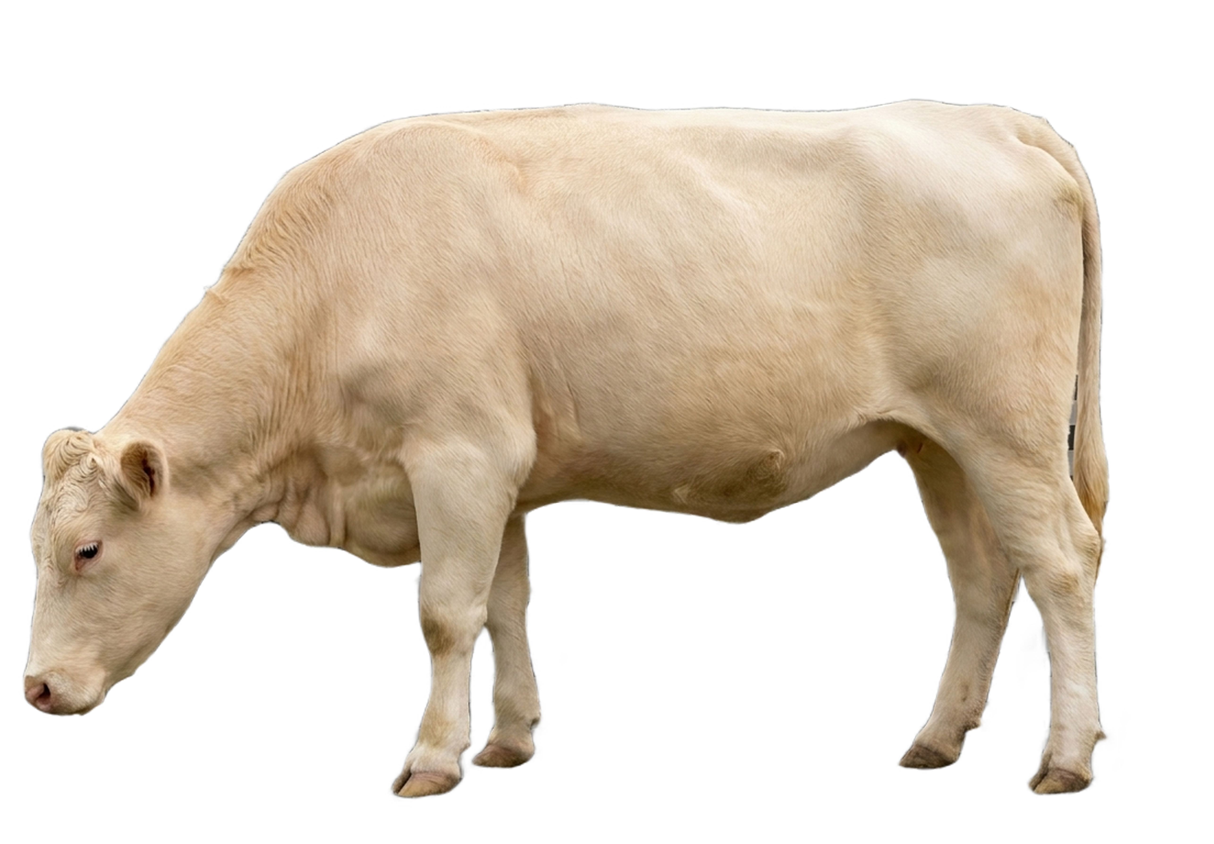 Sapi