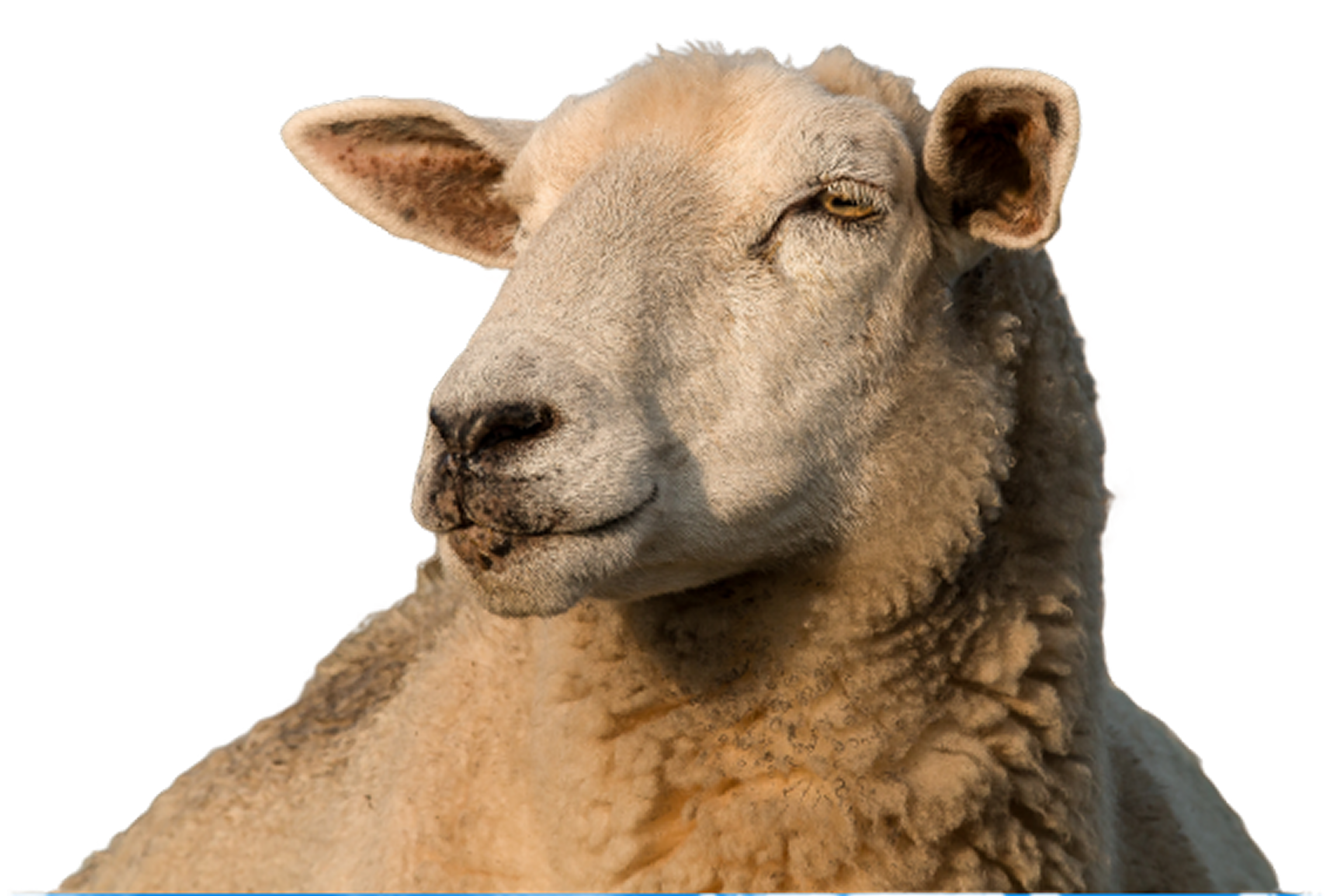 Hewan Qurban
